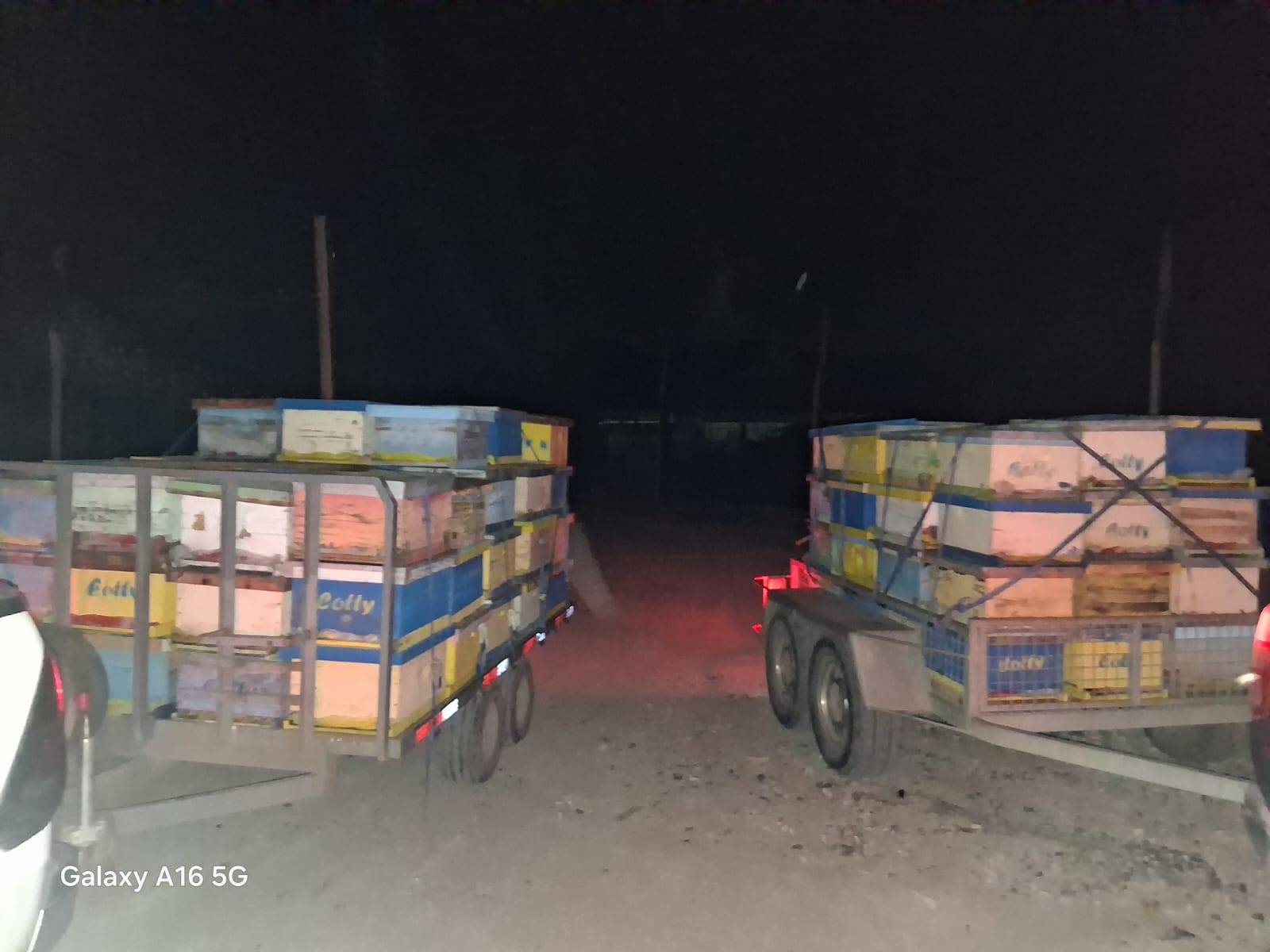 Traslado nocturno de colmenas Cotty en remolques